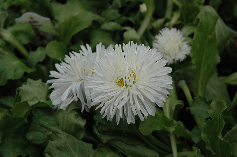 Enorma White English Daisy (Bellis perennis 'Enorma White') at Roger's Gardens