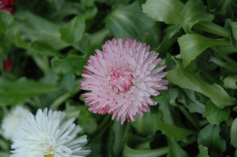 Enorma Pink English Daisy (Bellis perennis 'Enorma Pink') at Roger's Gardens