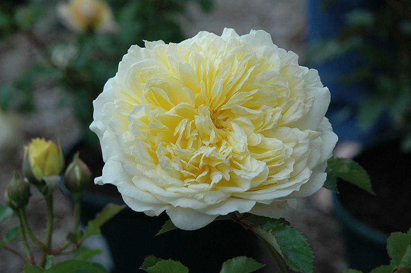 The Pilgrim Rose (Rosa 'The Pilgrim') at Roger's Gardens
