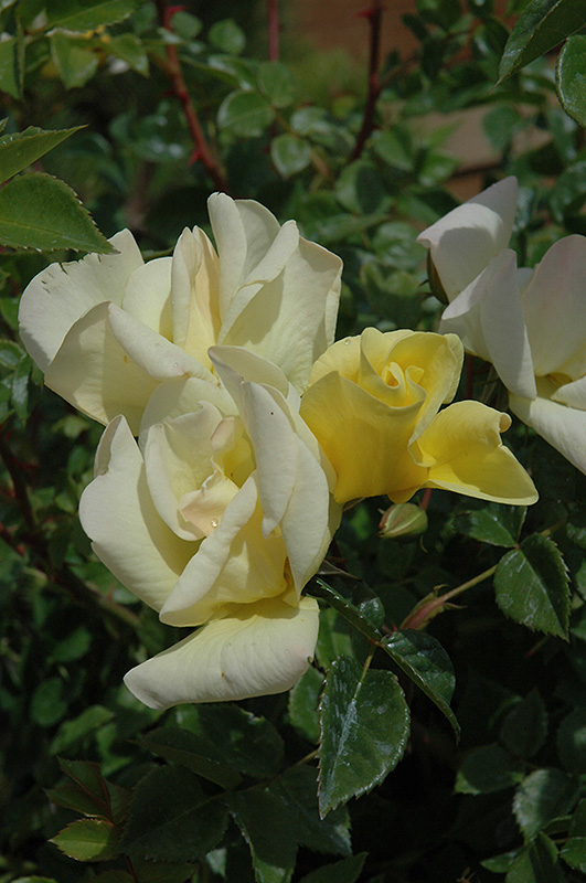 Limoncello Rose (Rosa 'Limoncello') at Roger's Gardens