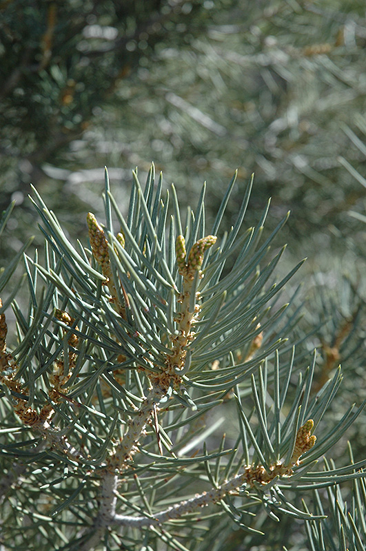 Singleleaf Pinyon Pine (Pinus monophylla) at Roger's Gardens