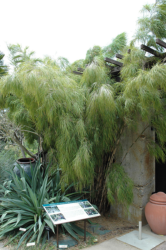 Mexican Weeping Bamboo (Otatea acuminata 'Aztecorum') at Roger's Gardens
