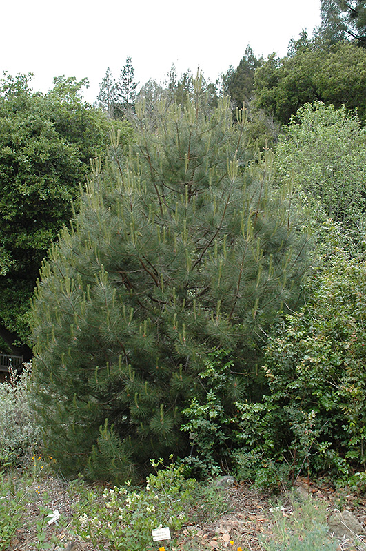 Knobcone Pine (Pinus attenuata) at Roger's Gardens