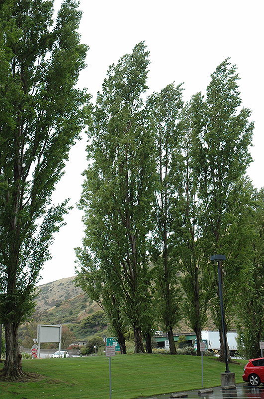 Lombardy Poplar (Populus nigra 'Italica') at Roger's Gardens