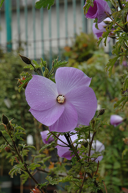 Santa Cruz Lilac Hibiscus (Alyogyne huegelii 'Santa Cruz') at Roger's Gardens