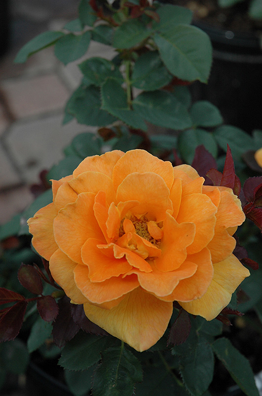 Vavoom Rose (Rosa 'Vavoom') at Roger's Gardens