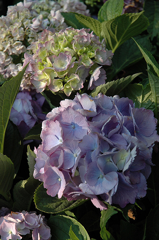 Forever And Ever Hydrangea (Hydrangea macrophylla 'Forever And Ever') at Roger's Gardens