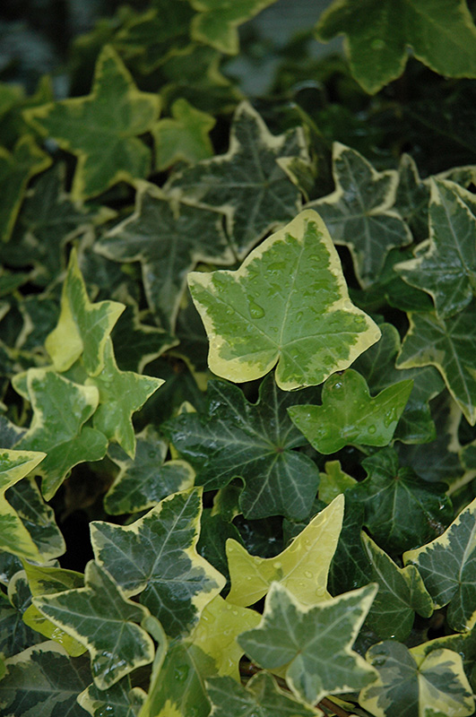 Gold Child Ivy (Hedera helix 'Gold Child') at Roger's Gardens