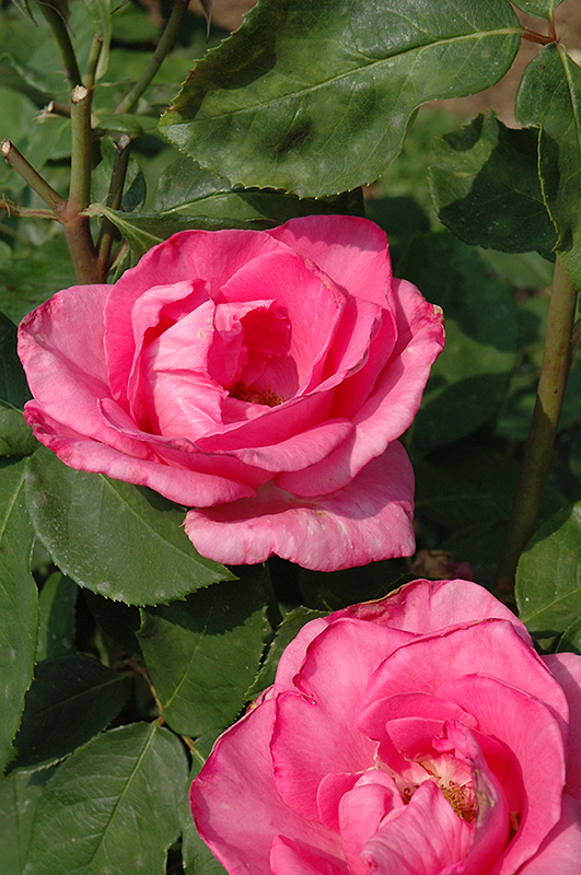 The McCartney Rose (Rosa 'The McCartney') at Roger's Gardens