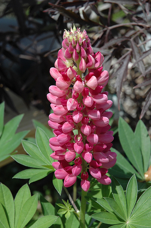 Gallery Red Lupine (Lupinus 'Gallery Red') at Roger's Gardens