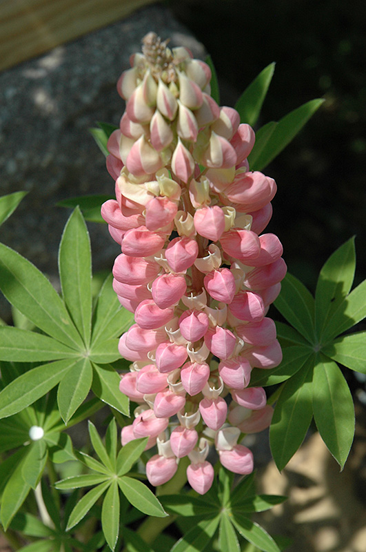 Russell Pink Shades Lupine (Lupinus 'Russell Pink Shades') at Roger's Gardens