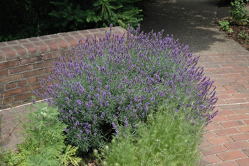 English Lavender (Lavandula angustifolia) at Roger's Gardens