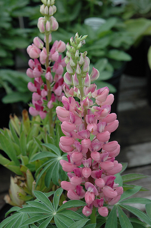 Gallery Pink Lupine (Lupinus 'Gallery Pink') at Roger's Gardens