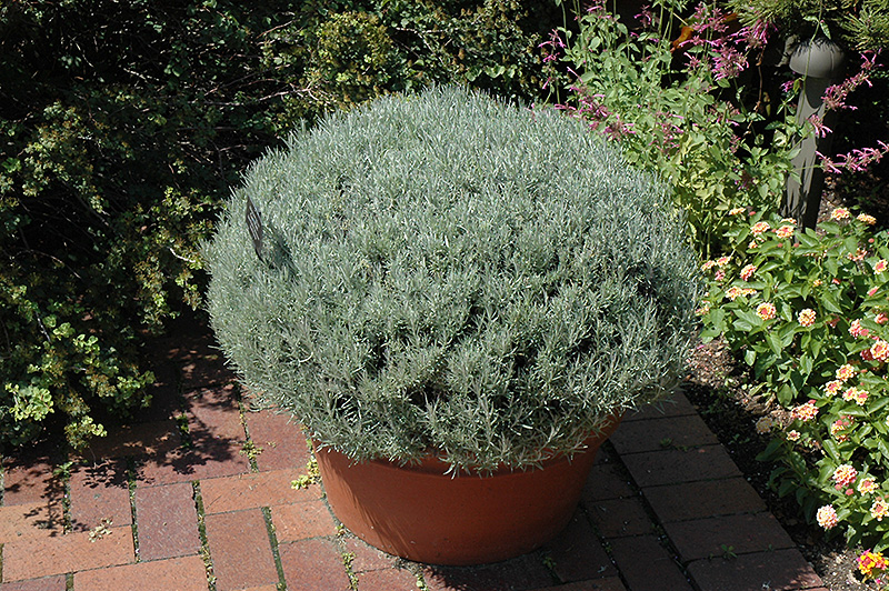 Curry Plant (Helichrysum italicum) at Roger's Gardens