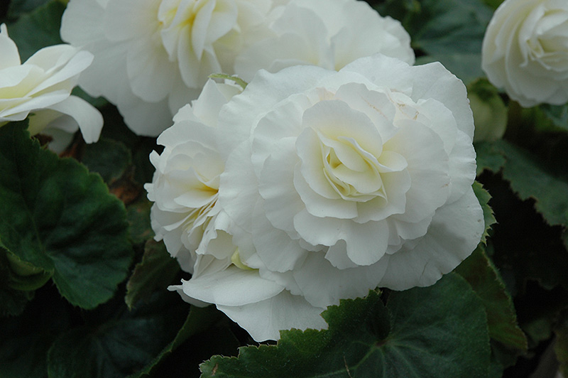 Nonstop White Begonia (Begonia 'Nonstop White') at Roger's Gardens