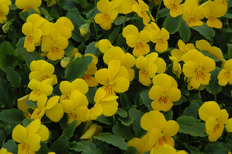 Sorbet XP Yellow Pansy (Viola 'Sorbet XP Yellow') at Roger's Gardens
