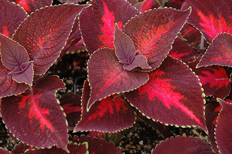 ColorBlaze Kingswood Torch Coleus (Solenostemon scutellarioides 'Kingswood Torch') at Roger's Gardens