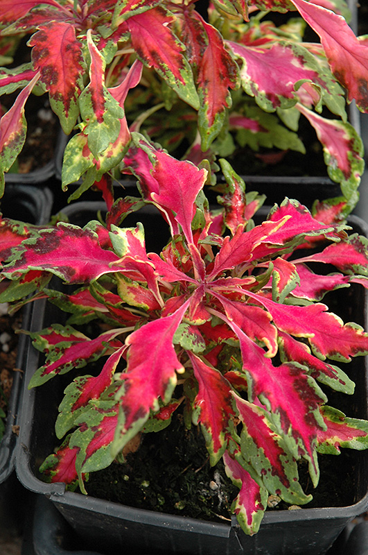 Pink Chaos Coleus (Solenostemon scutellarioides 'Pink Chaos') at Roger's Gardens