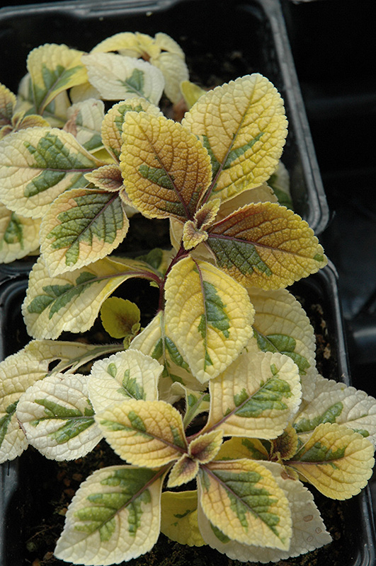 Troy's Gold Swedish Ivy (Plectranthus 'Troy's Gold') at Roger's Gardens