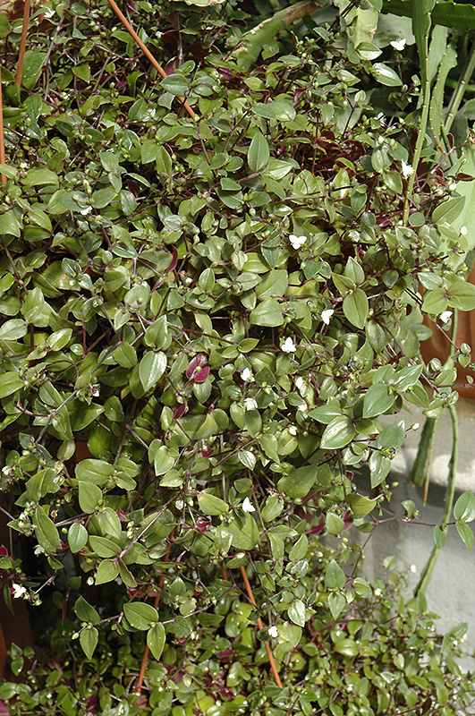 Bridal Veil Spiderwort (Tradescantia 'Bridal Veil') at Roger's Gardens