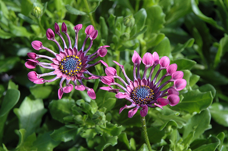 Serenity Lavender Bliss African Daisy (Osteospermum 'Serenity Lavender Bliss') at Roger's Gardens