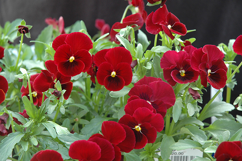 Red Selection Pansy (Viola cornuta 'Red Selection') at Roger's Gardens