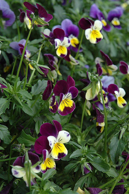 Helen Mount Pansy (Viola tricolor 'Helen Mount') at Roger's Gardens