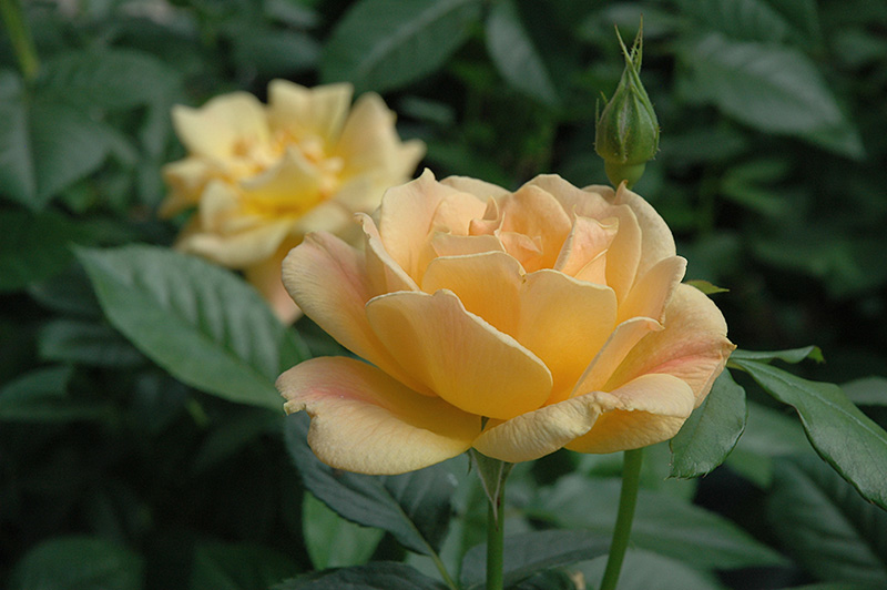 Easy Going Rose (Rosa 'HARflow') at Roger's Gardens