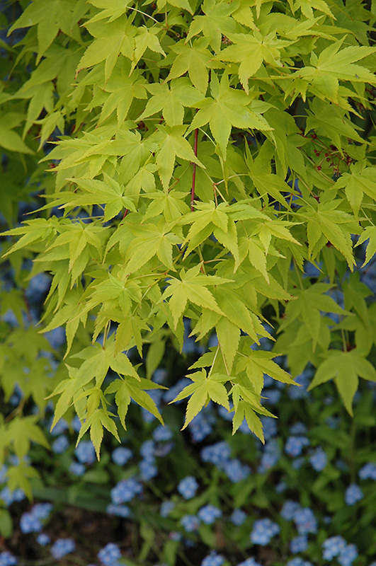 Aureum Japanese Maple (Acer palmatum 'Aureum') at Roger's Gardens