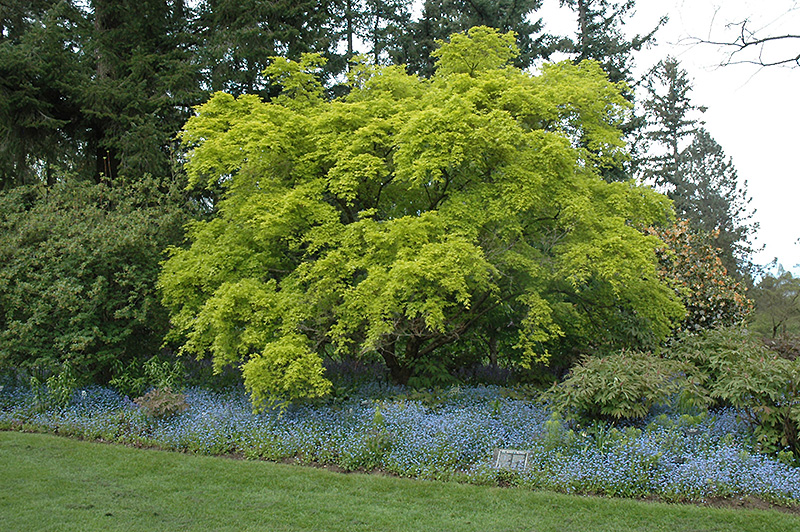 Aureum Japanese Maple (Acer palmatum 'Aureum') at Roger's Gardens