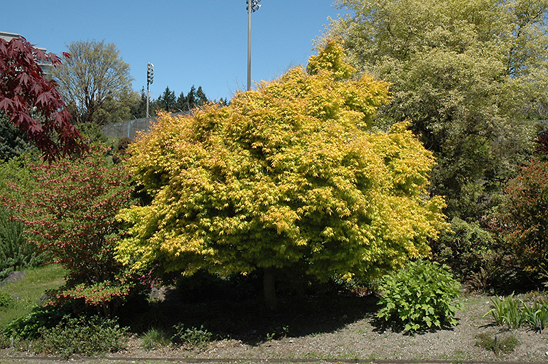 Katsura Japanese Maple (Acer palmatum 'Katsura') at Roger's Gardens