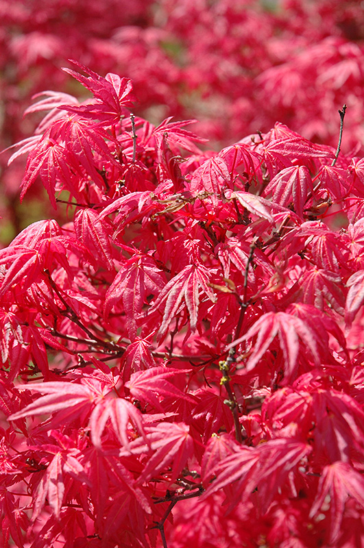 Shindeshojo Japanese Maple (Acer palmatum 'Shindeshojo') at Roger's Gardens