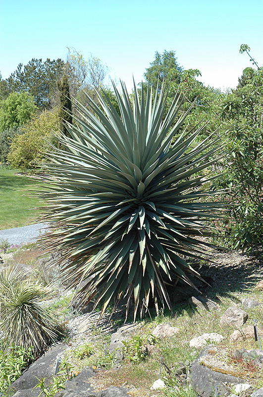 Schott's Yucca (Yucca schottii) at Roger's Gardens