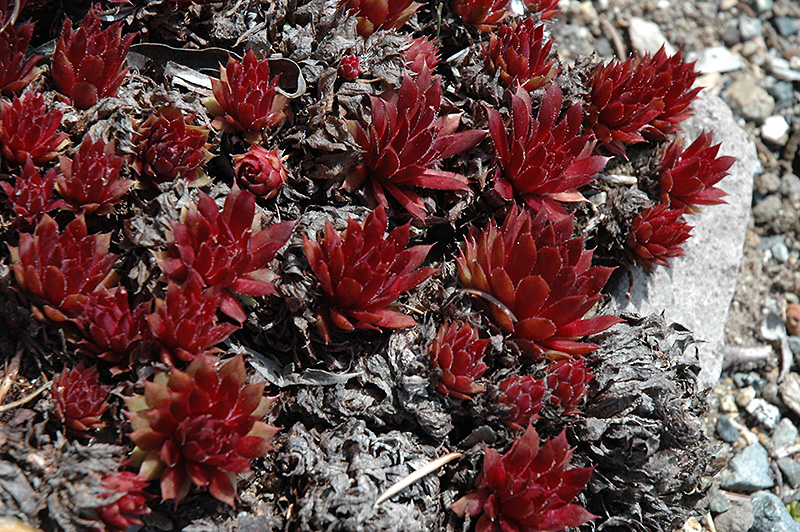 Royal Ruby Hens And Chicks (Sempervivum 'Royal Ruby') at Roger's Gardens