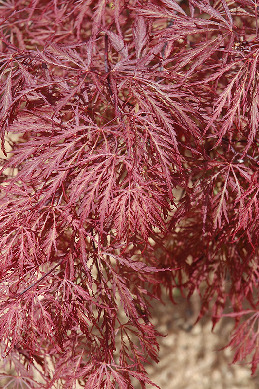 Ever Red Lace-Leaf Japanese Maple (Acer palmatum 'Ever Red') at Roger's Gardens