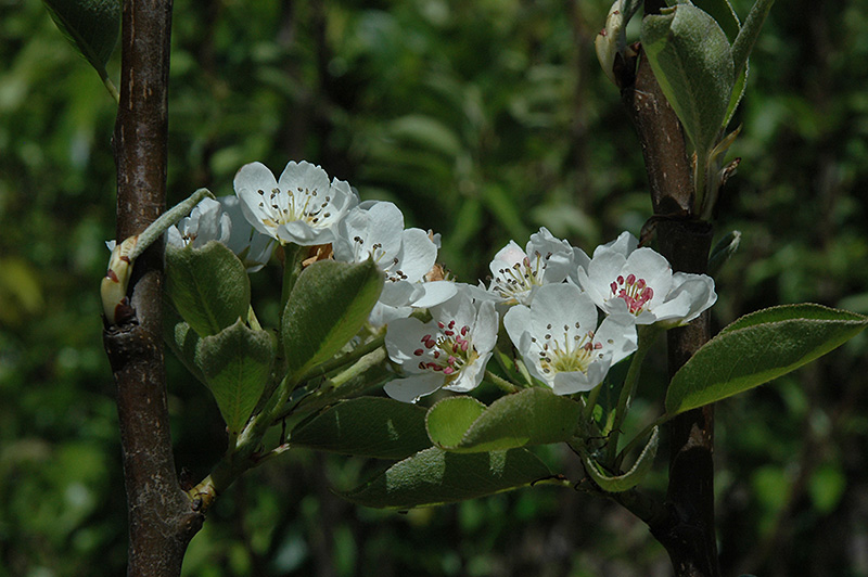 Shinseiki Asian Pear (Pyrus pyrifolia 'Shinseiki') at Roger's Gardens