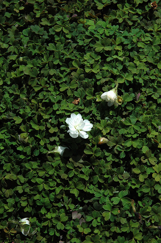 Nelson Wood Sorrel (Oxalis magellanica 'Nelson') at Roger's Gardens