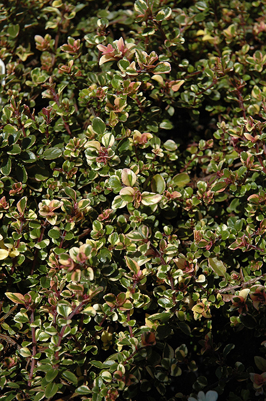 Variegated Broadleaf Thyme (Thymus pulegioides 'Foxley') at Roger's Gardens