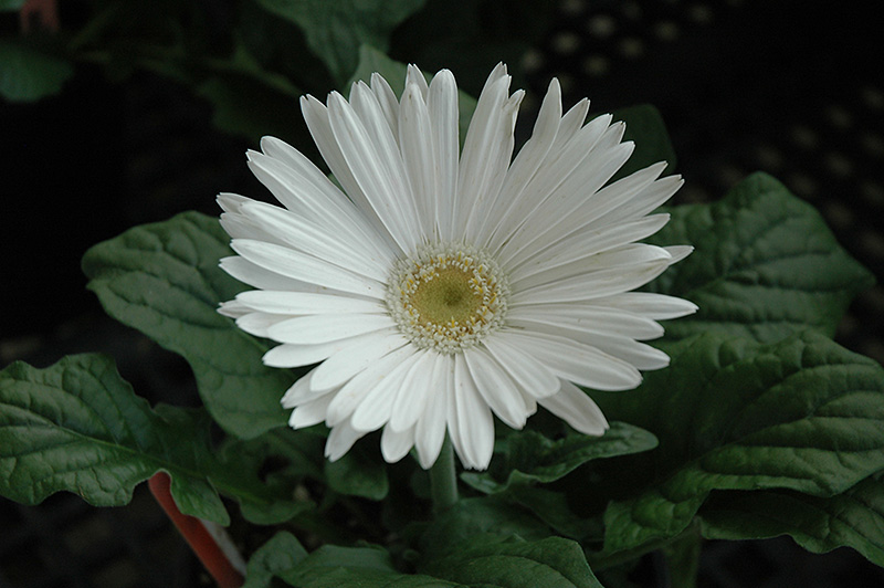 White Gerbera Daisy (Gerbera 'White') at Roger's Gardens