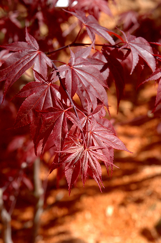 Glowing Embers Japanese Maple (Acer palmatum 'Glowing Embers') at Roger's Gardens