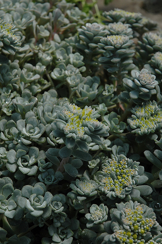 Broadleaf Stonecrop (Sedum spathulifolium) at Roger's Gardens