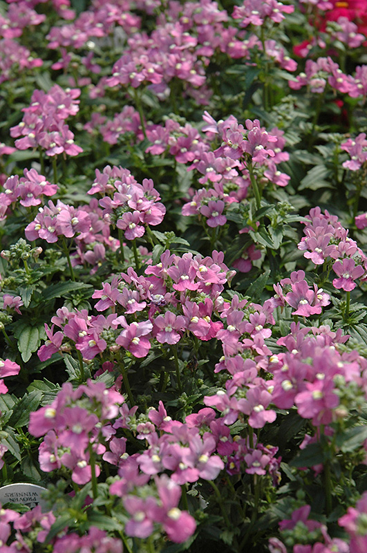 Compact Pink Innocence Nemesia (Nemesia 'Compact Pink Innocence') at Roger's Gardens