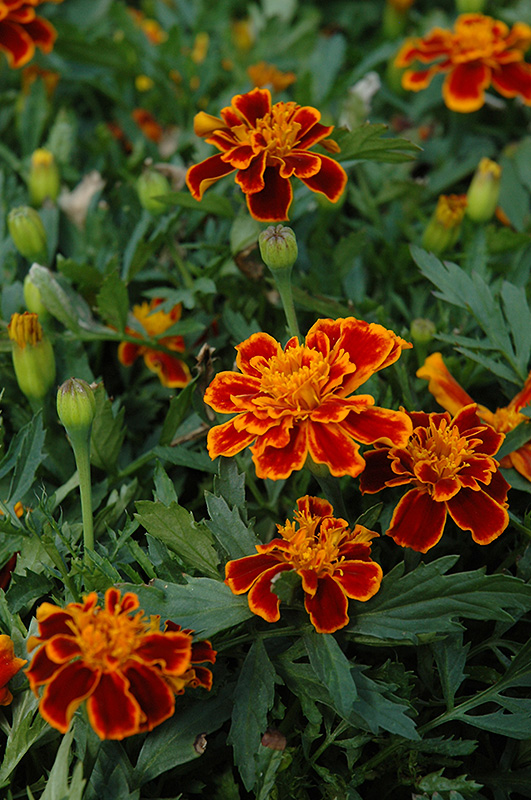 Durango Flame Marigold (Tagetes patula 'Durango Flame') at Roger's Gardens