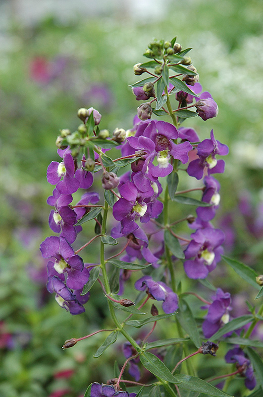 Blue Angelonia (Angelonia angustifolia 'Blue') at Roger's Gardens