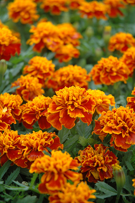 Little Hero Flame Marigold (Tagetes patula 'Little Hero Flame') at Roger's Gardens