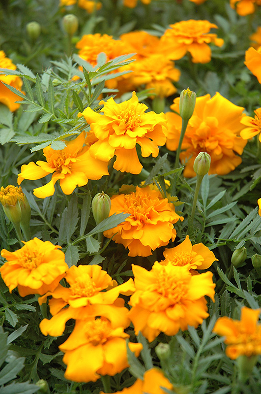 Little Hero Gold Marigold (Tagetes patula 'Little Hero Gold') at Roger's Gardens