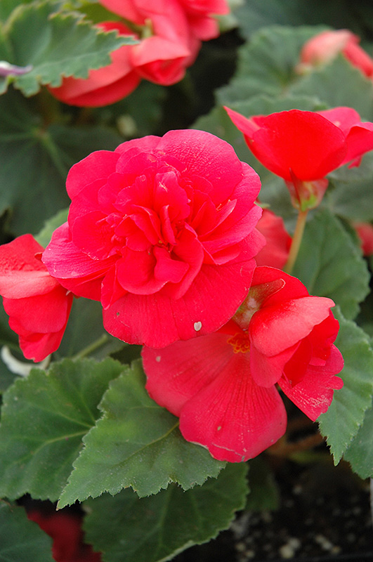 Nonstop Rose Pink Begonia (Begonia 'Nonstop Rose Pink') at Roger's Gardens