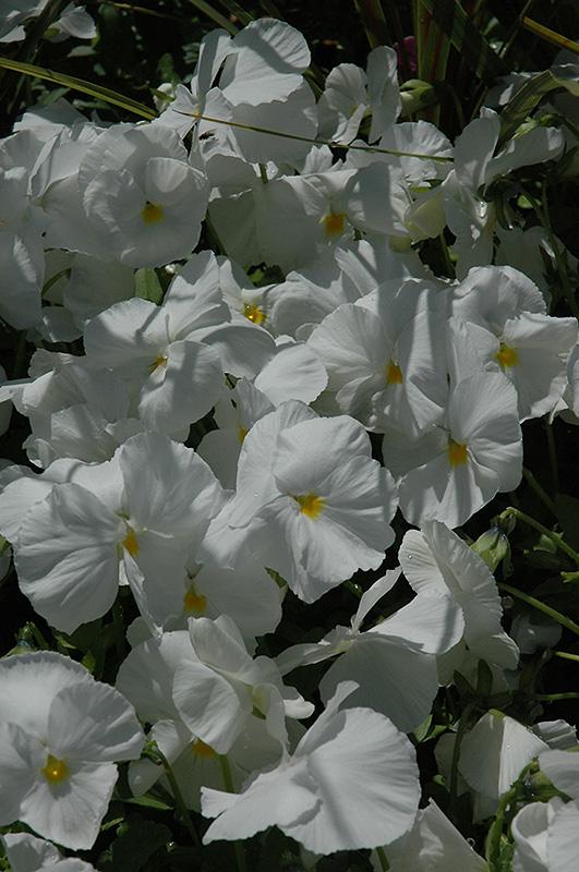 Mariposa White Pansy (Viola 'Mariposa White') at Roger's Gardens