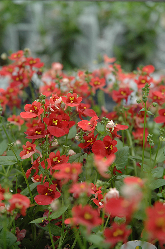 Romeo Red Twinspur (Diascia 'Romeo Red') at Roger's Gardens