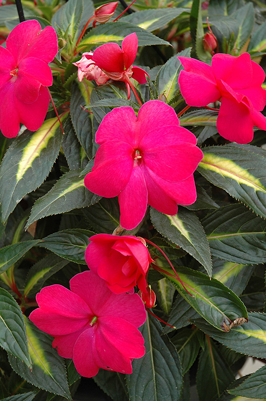 Sonic Hot Rose on Gold New Guinea Impatiens (Impatiens 'Sonic Hot Rose on Gold') at Roger's Gardens